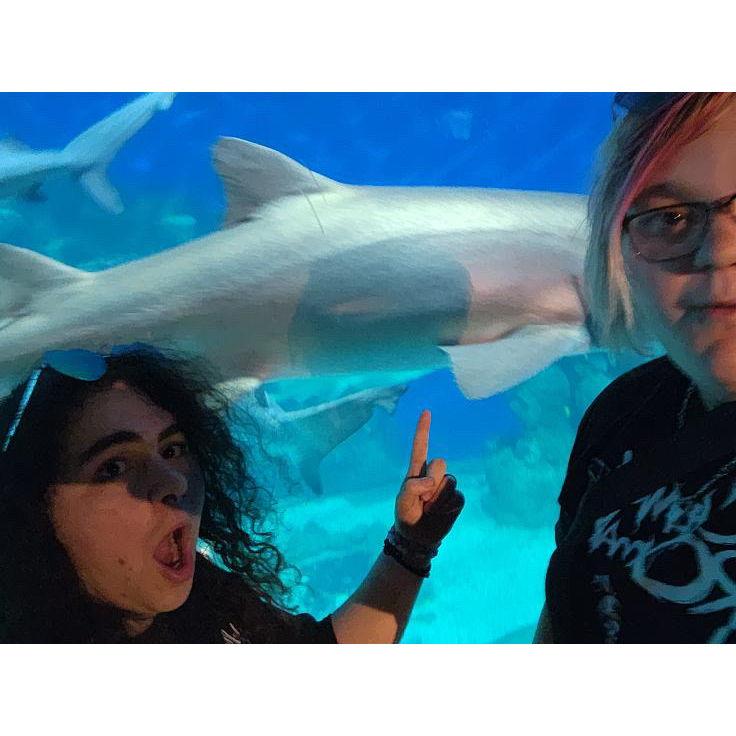 SHARK!!