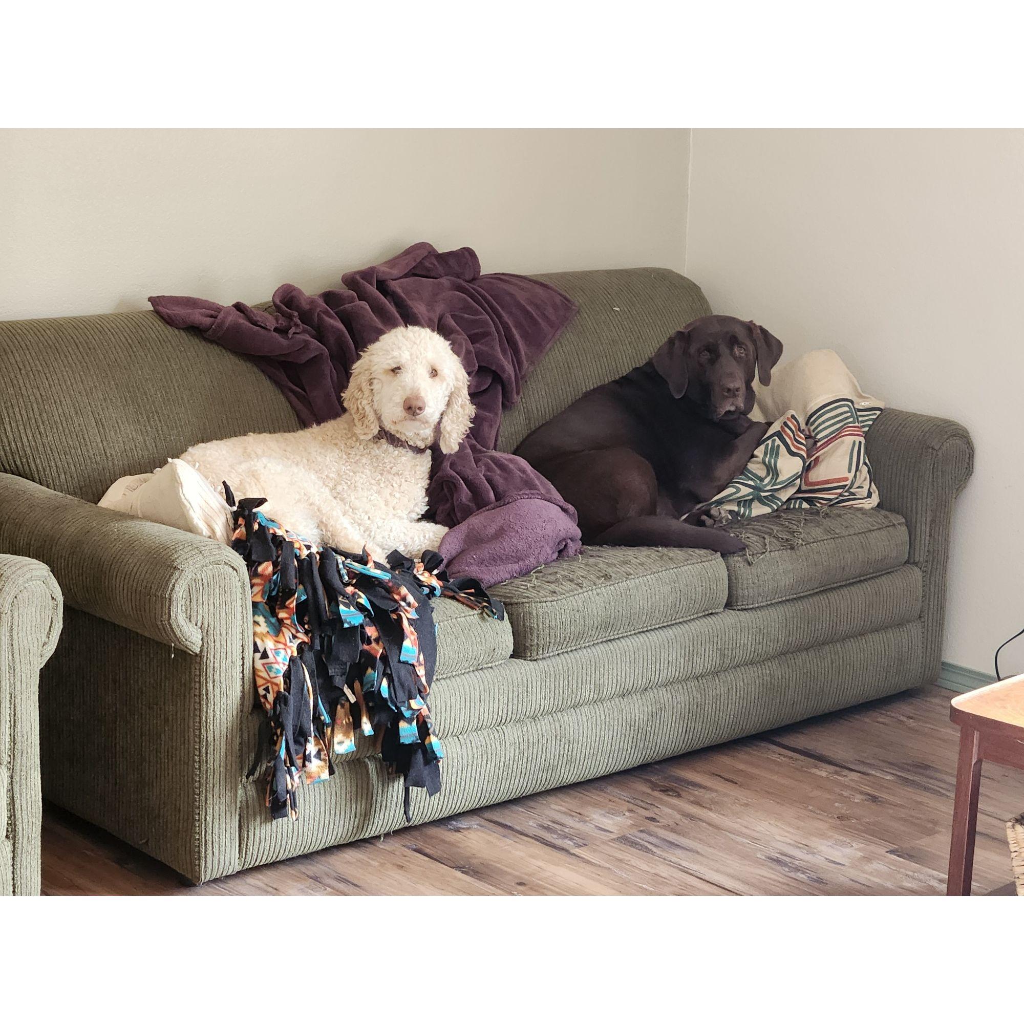 Our sweet pups Conway and Bailey keep our life exciting!