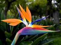 Heathcote Botanical Gardens
