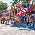 The Cattle Drive