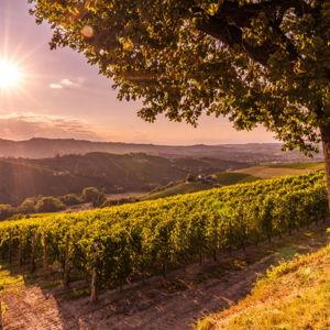 Langhe Wine Country Day