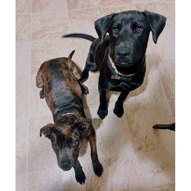 our furbabies