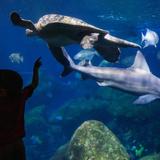 Tennessee Aquarium
