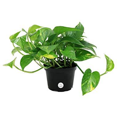 Costa Farms Golden Pothos Devil's Ivy Live Indoor Plant, 6-Inch