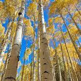 Travel to Flagstaff