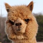 Island Alpaca Company