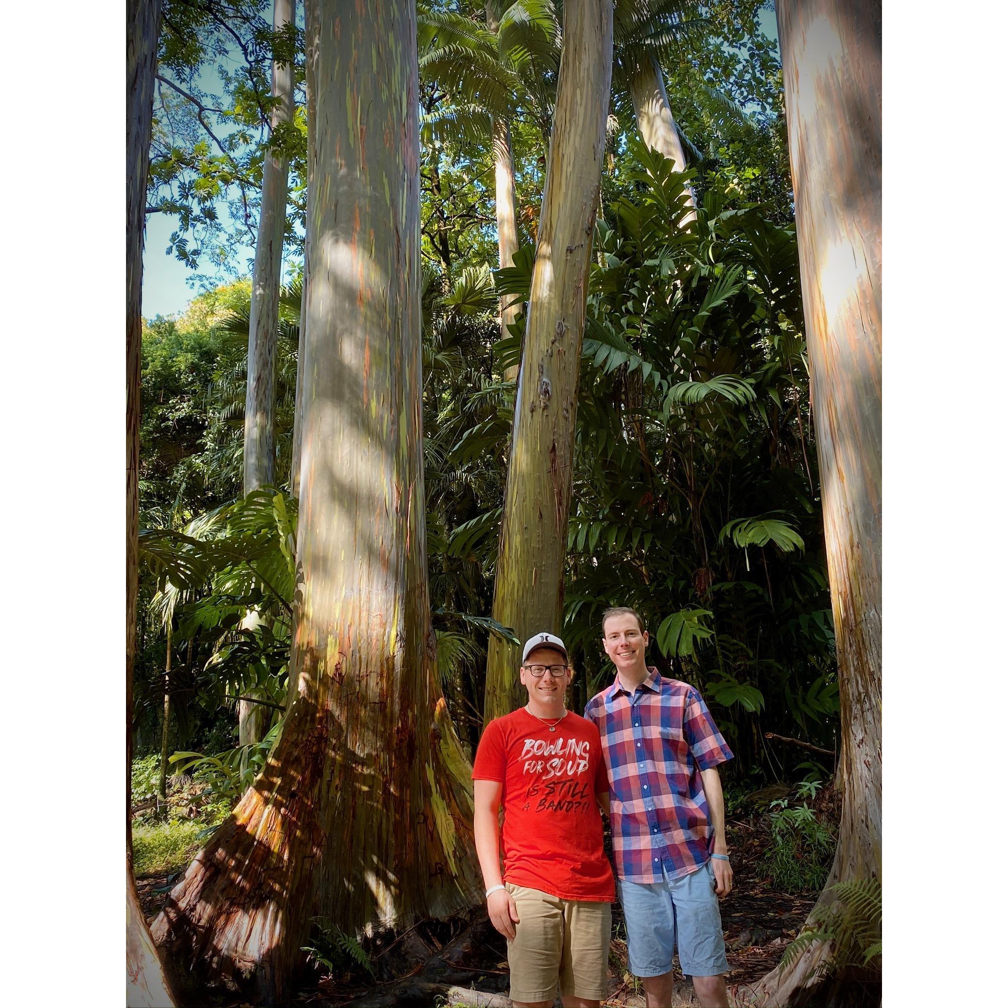 Rainbow Trees in Hawaii
