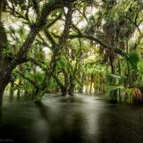 Myakka River State Park