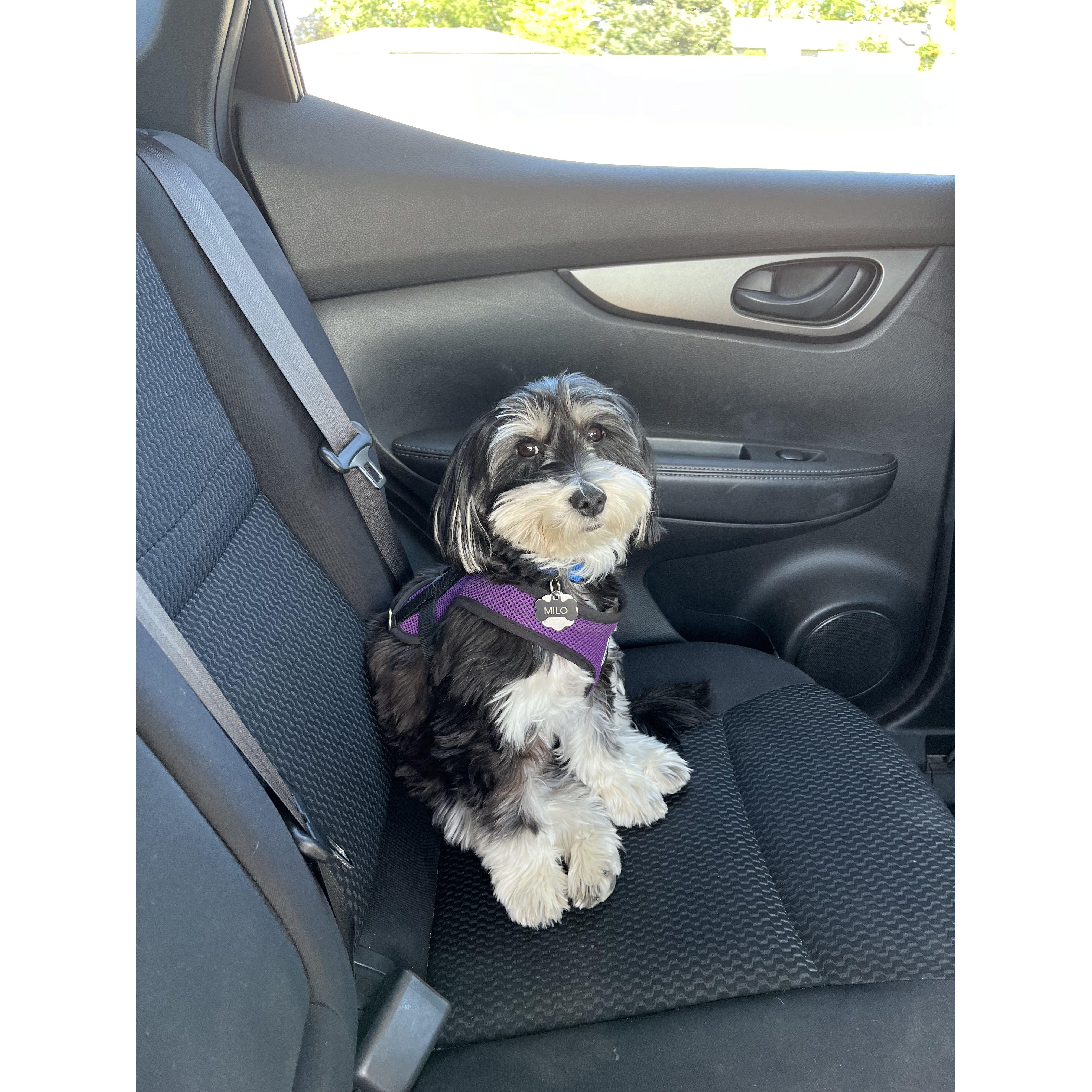 Milo's first drive, 2024