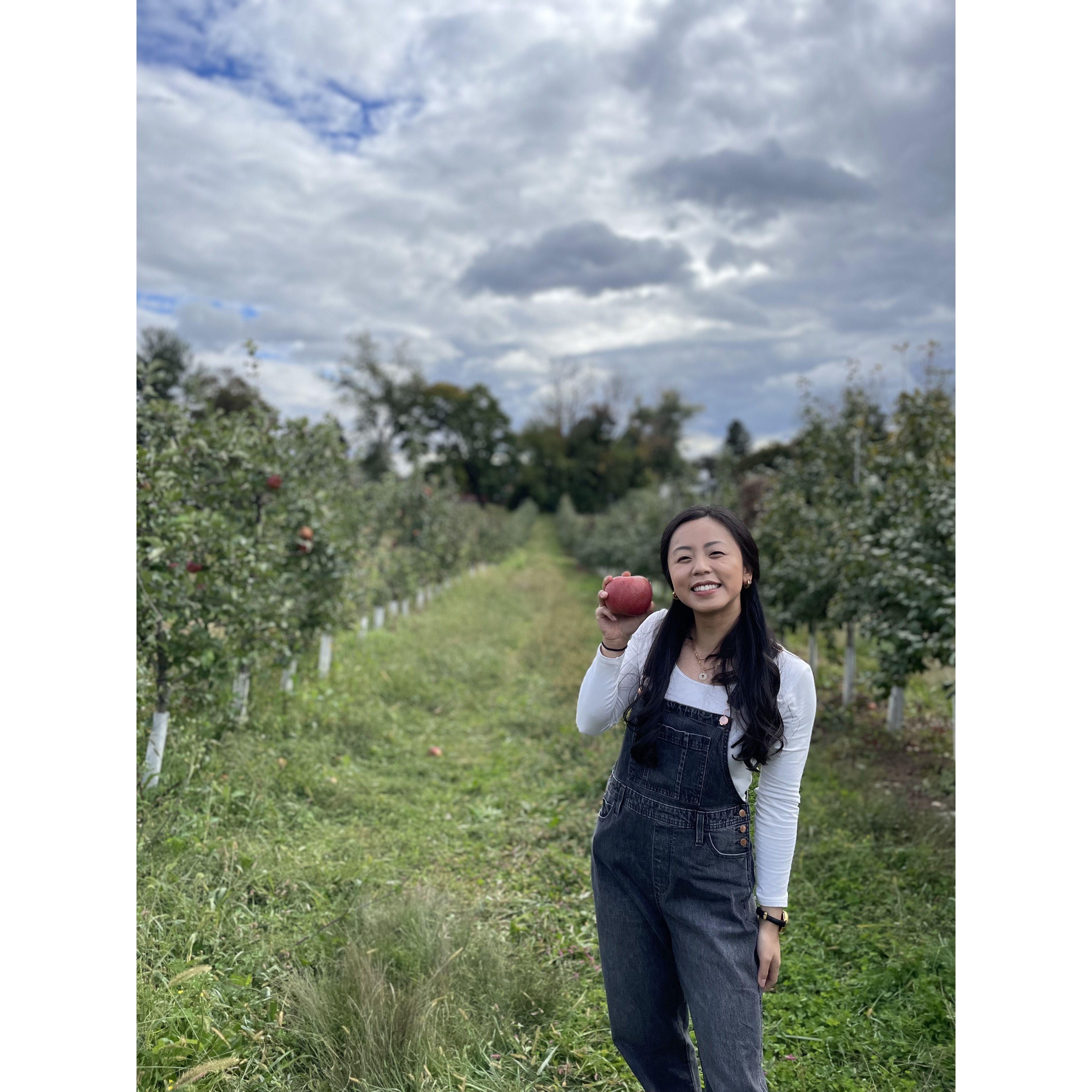 our first time apple picking at linvilla orchards