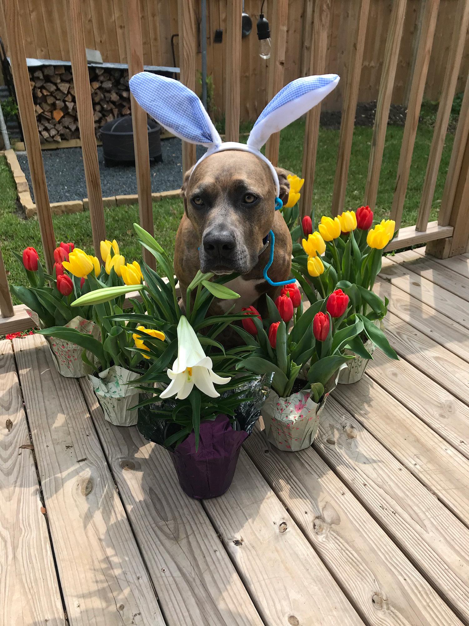 Happy Easter from Carl!