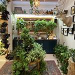 The Maples Apothecary