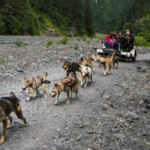IdidaRide Sled Dog Tours