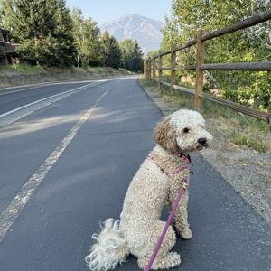 Poppy's Pet Sitting Fund