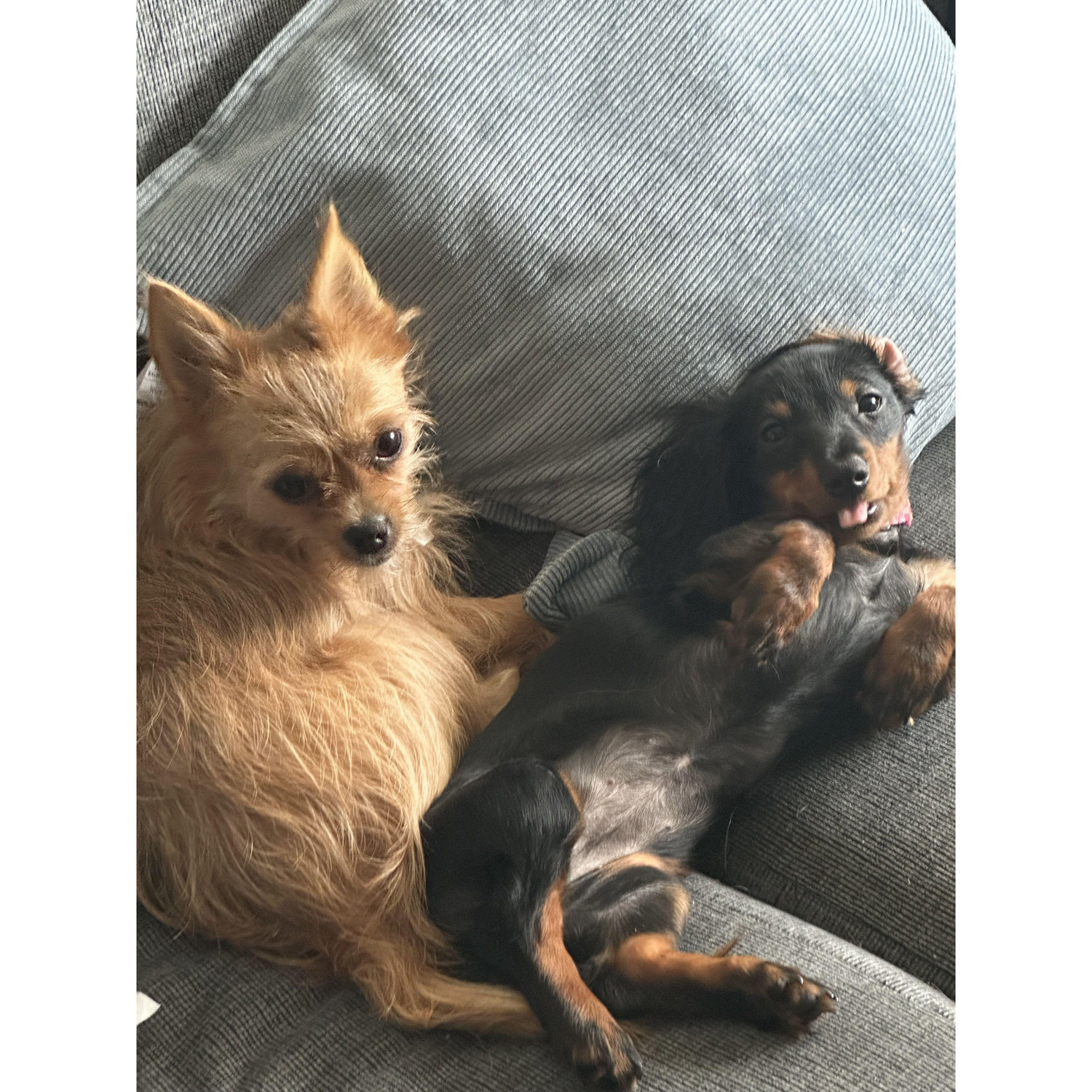 Our Little family, Luna and Nova