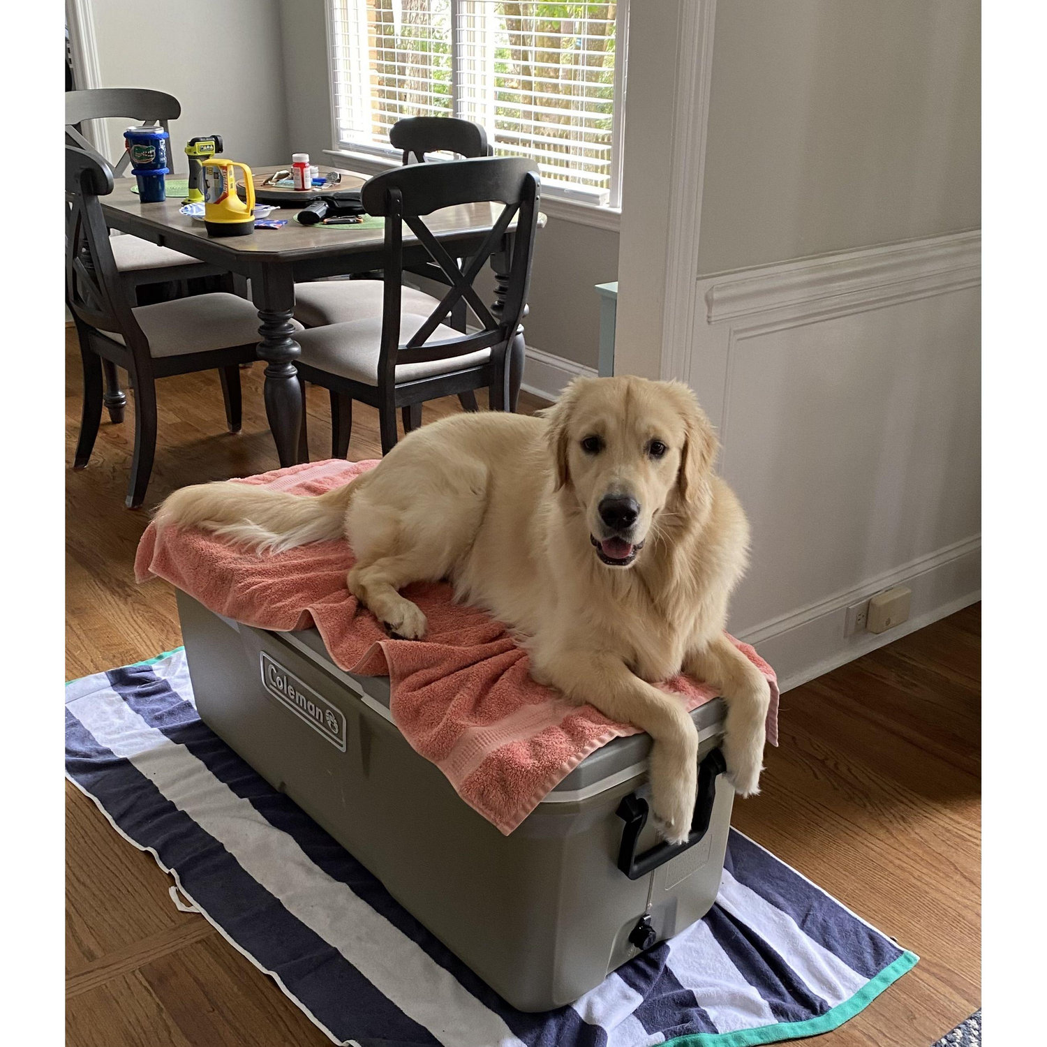 We're not sure if we caught Lincoln protecting our Hurricane recovery food...or trying to raid the cooler.