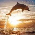 Encounters With Dolphins