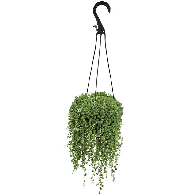 Live String of Pearls Succulent Plant Decor Hanging Basket, Real Succulents & Houseplants for Home or Office, Senecio Rowleyanus, Unique House Plants