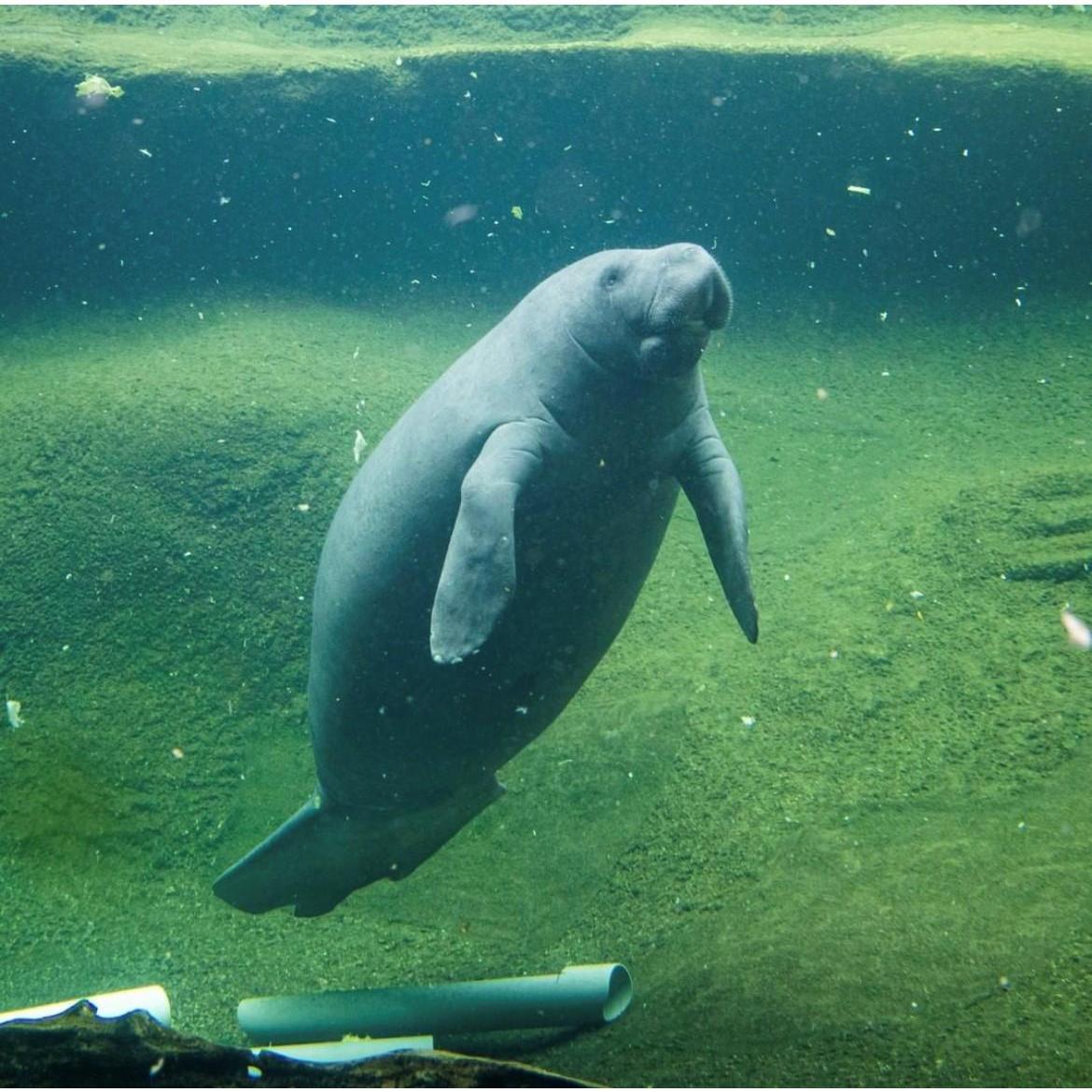Zoo Tampa Manatee exhibit