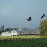 Creamer's Field Migratory Waterfowl Refuge