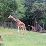 Phoenix zoo