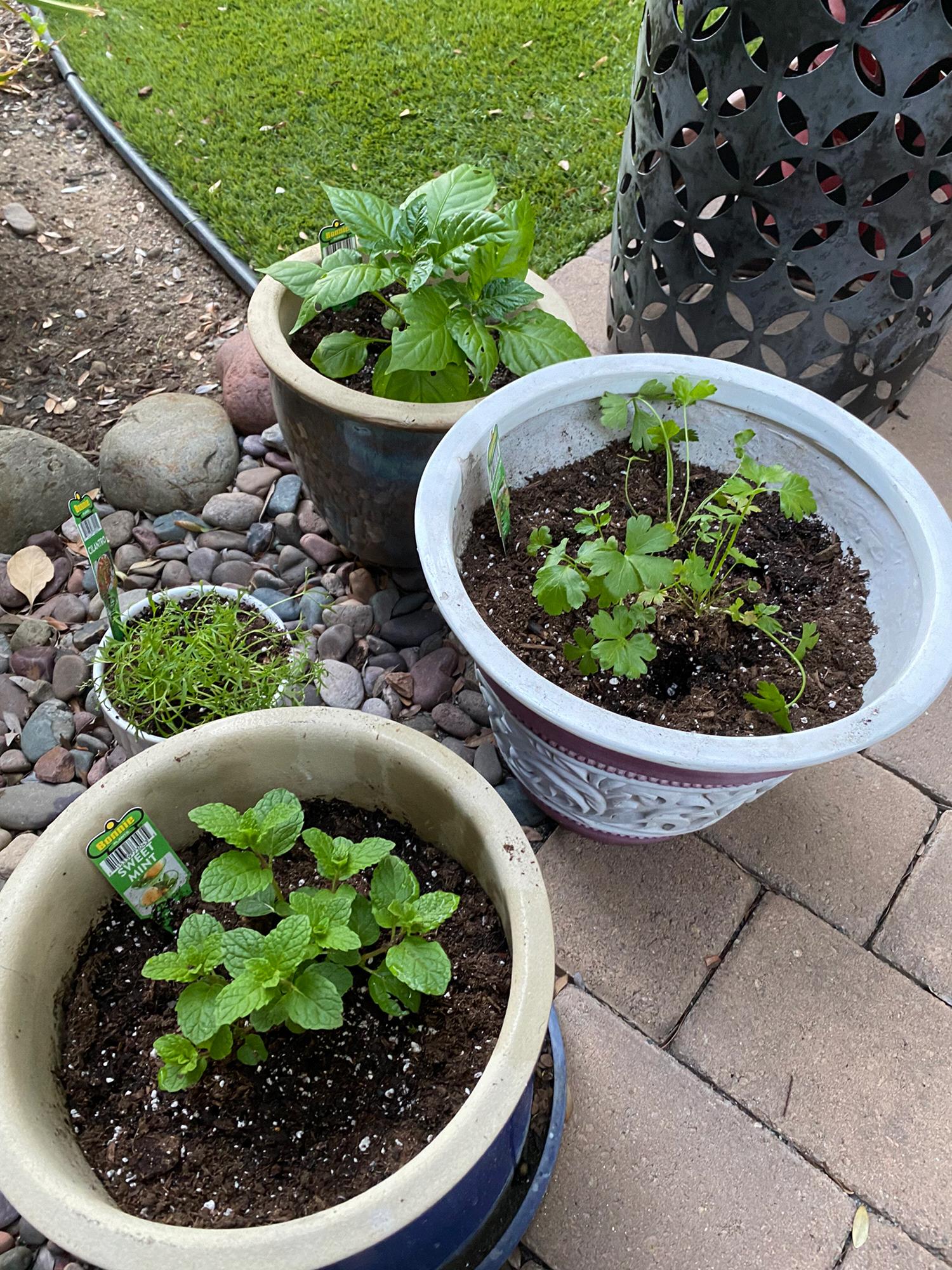 George has started growing some vegetables. Here we have peppers, celantro, and mint.