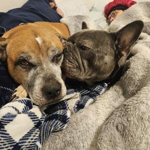 Our Pet Toy Fund