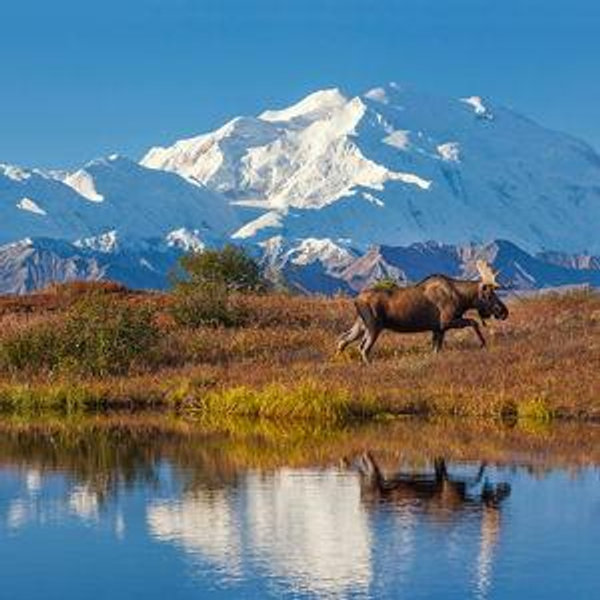Denali National Park Tour