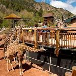 Cheyenne Mountain Zoo