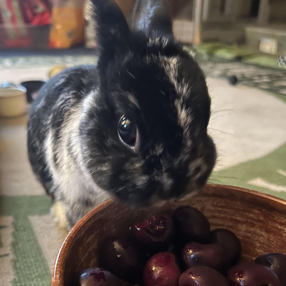 Obsessed with cherries... but he's so small he only is allowed one a day