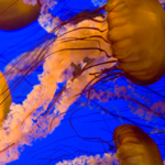 Monterey Bay Aquarium