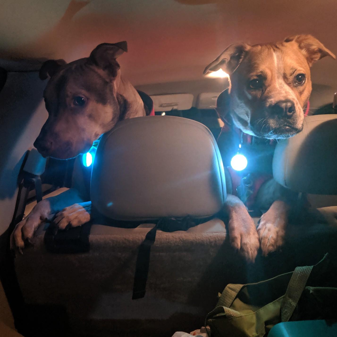 Ludo & Joy, 2019