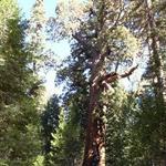 Mariposa Grove