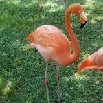 The Jackson Zoological Park