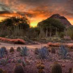 Desert Botanical Garden