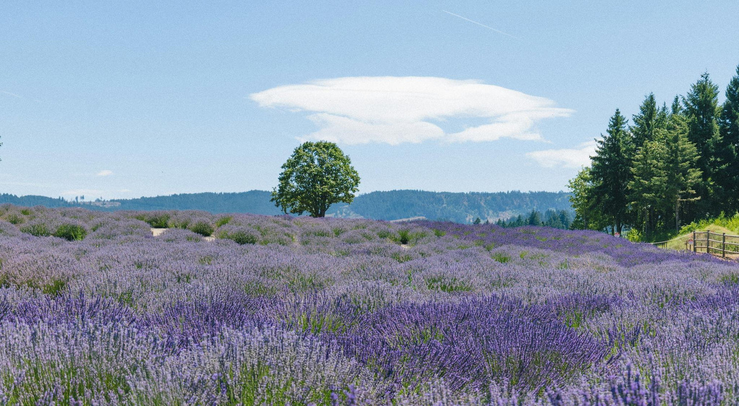 The Wedding Website of Ashley Mellor and Benjamin Austin Berry