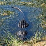 Lake Apopka Wildlife Drive