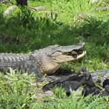 Myakka River State Park