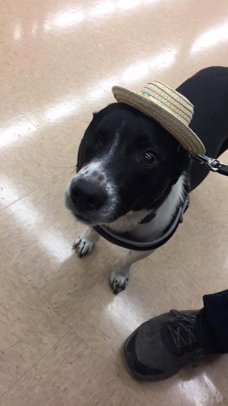 Ozzy their one eye dog