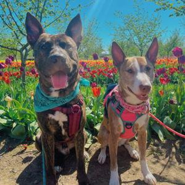Rosie & Ushi Treat Fund