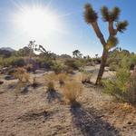 Joshua Tree National Park