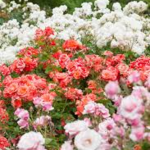 The Gardens at Heather Farm