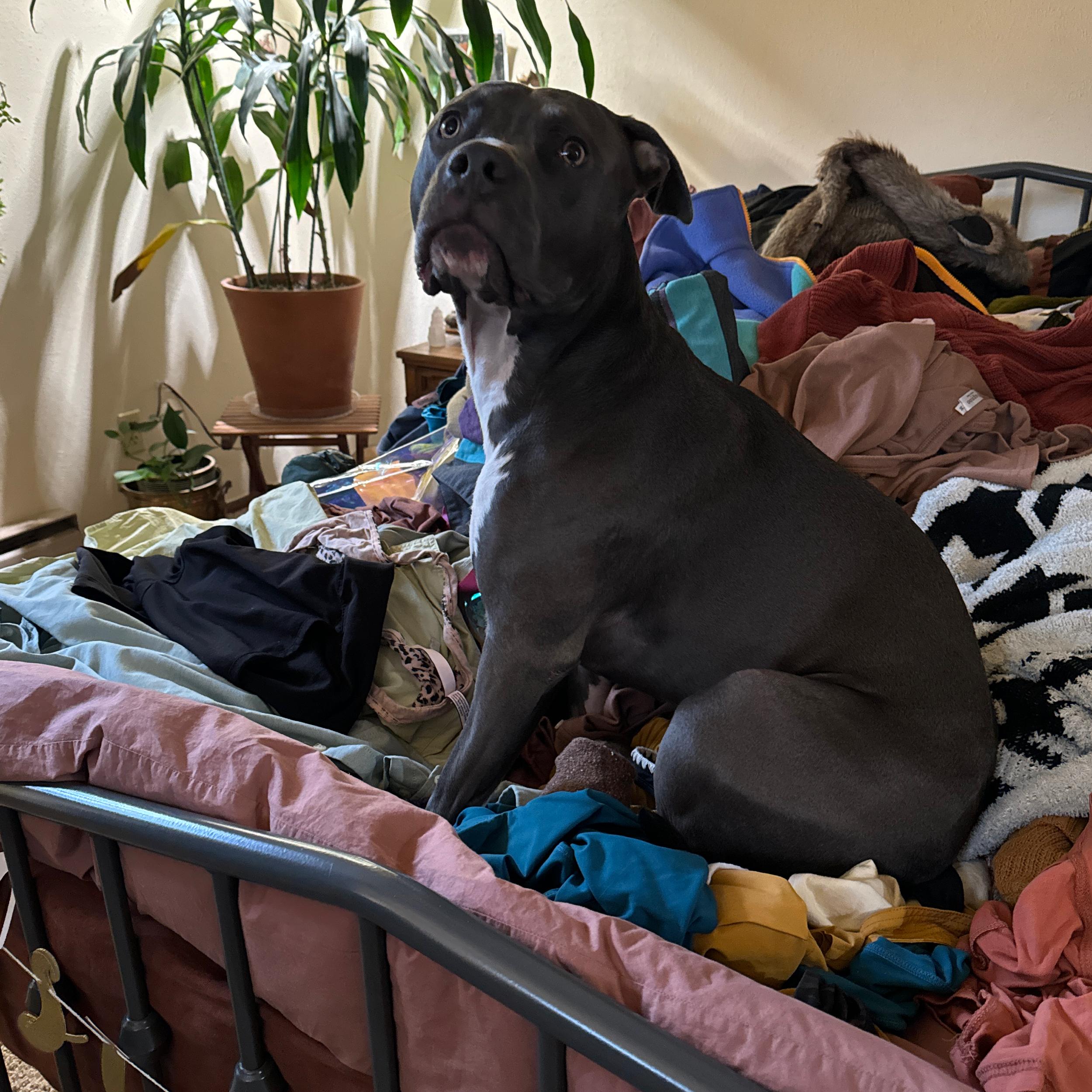 Bedding