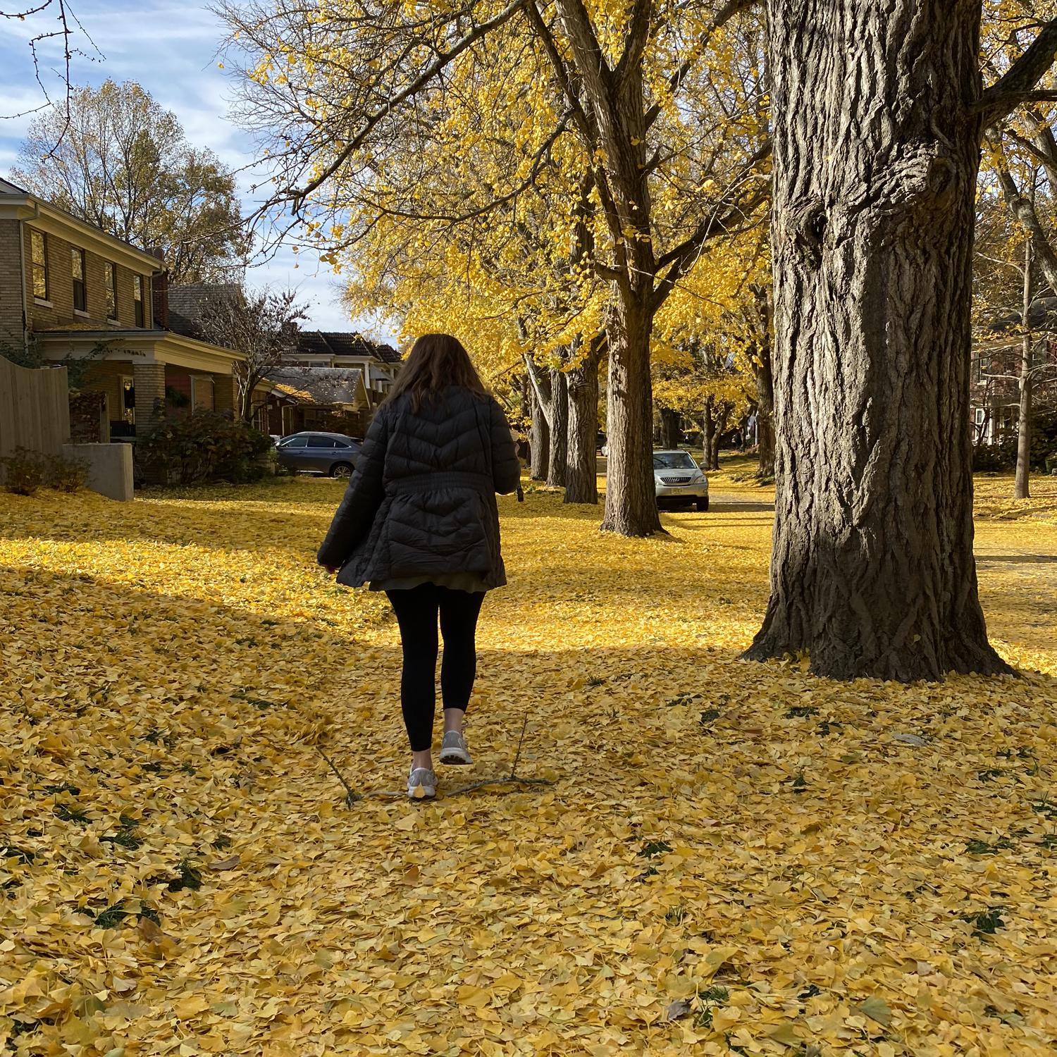 Walking through the beautiful ginkgo leaves!