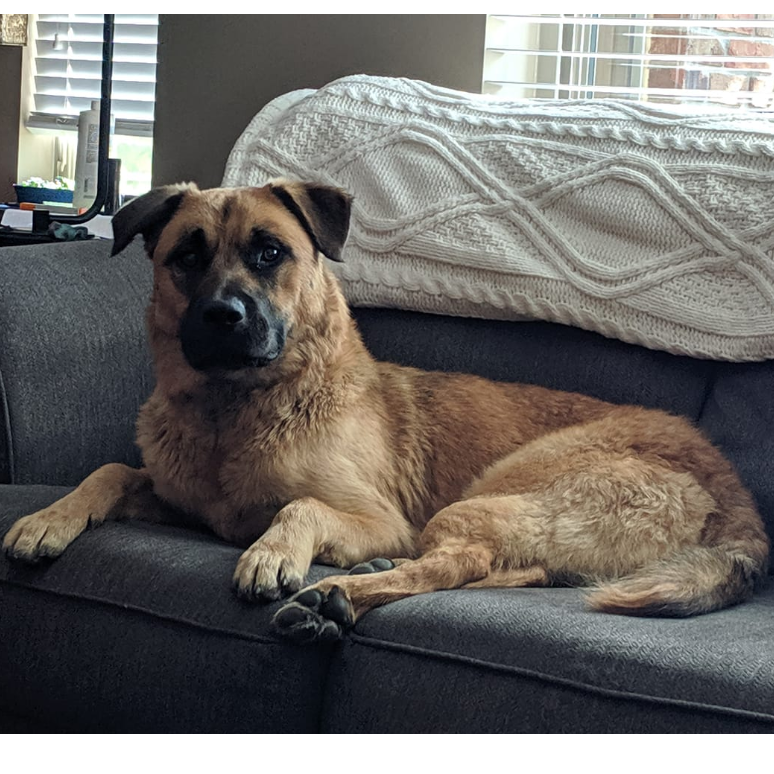 Our dog ODIE <3