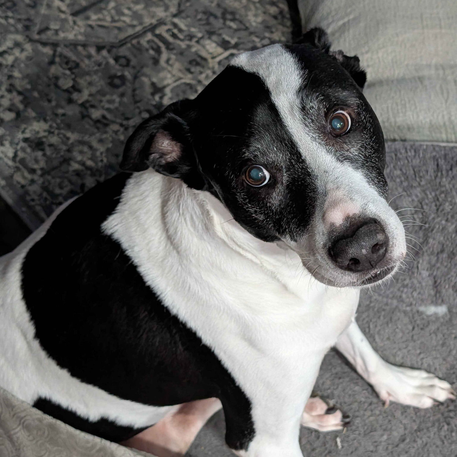 Ajax, 11 years old