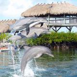 Dolphin Research Center
