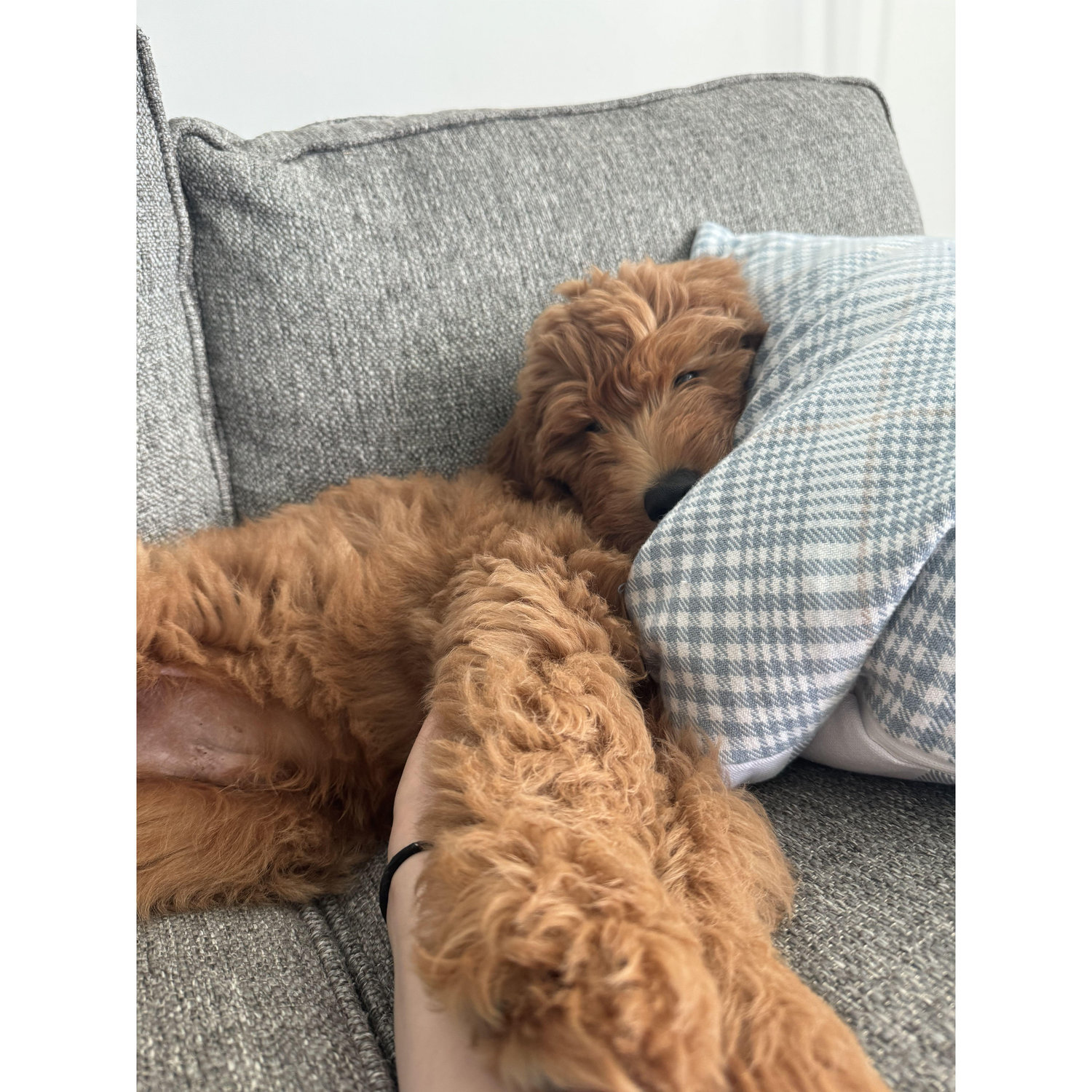 Gumbo, only a few months old