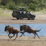 Chasing the Great Migration