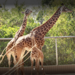 Zoo Drive